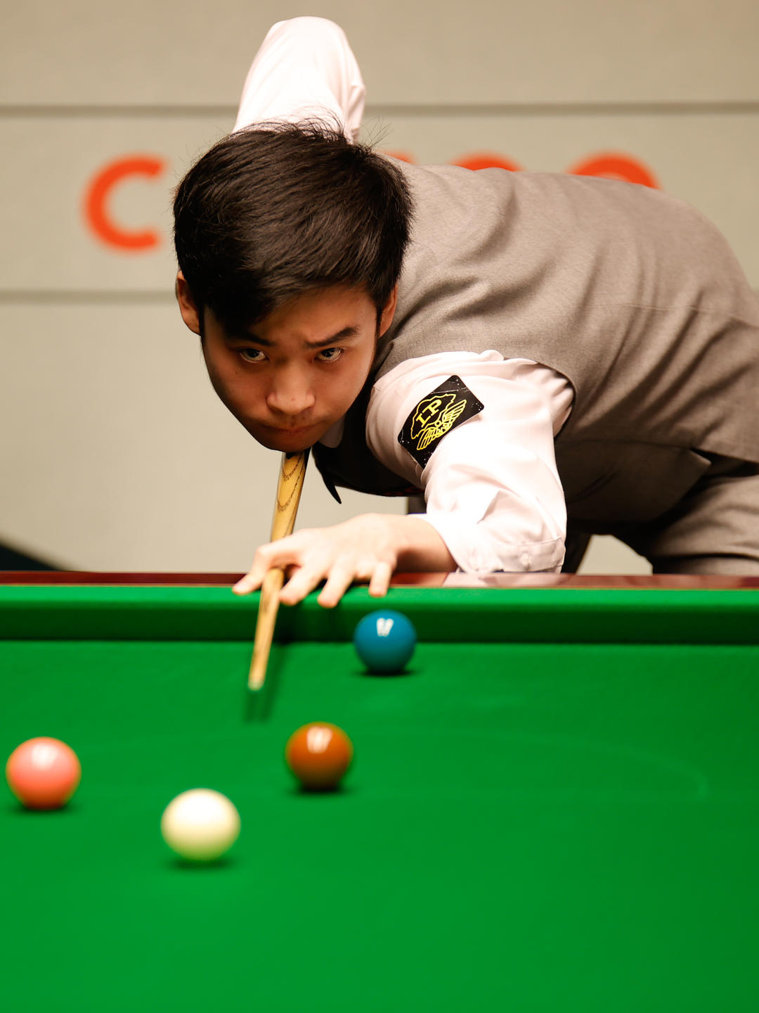 灰熊的对决 灰熊的对决